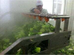 Tecnología de escaldado de verduras